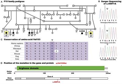 Novel Homozygous Missense Mutation in the ARG1 Gene in a Large Sudanese Family